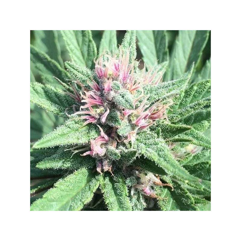 Pck x Erdpurt Feminizada de Ace Seeds