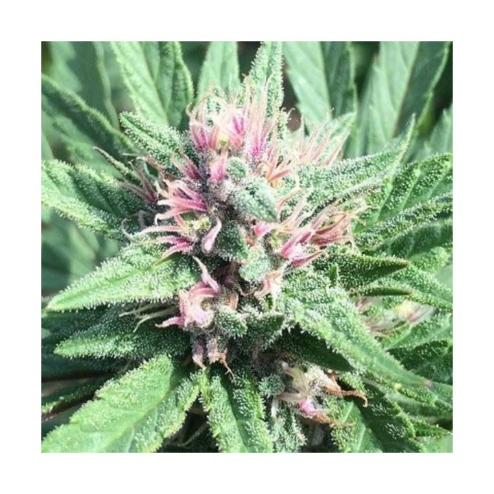 Pck x Erdpurt Feminizada de Ace Seeds