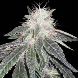 Black Domina 98 x Erdpurt Feminizada de Ace Seeds