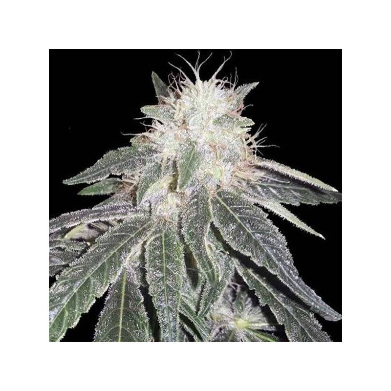 Black Domina 98 x Erdpurt Feminizada de Ace Seeds