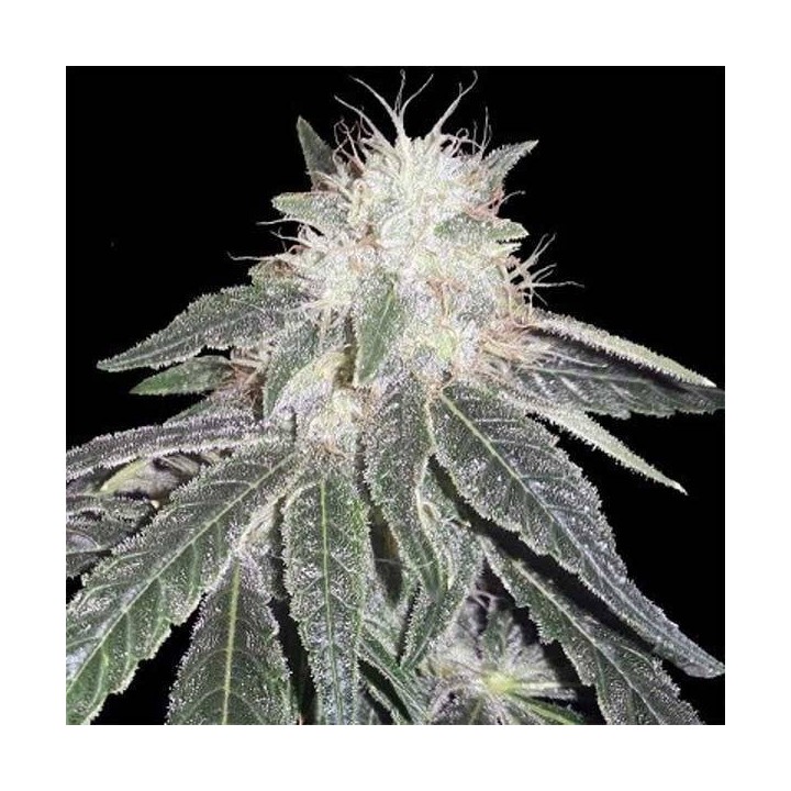 Black Domina 98 x Erdpurt Feminizada de Ace Seeds