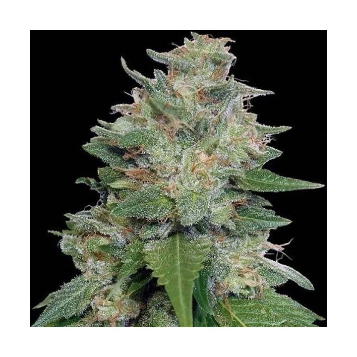 Bubba Kush x Kali China Feminizada de Ace Seeds