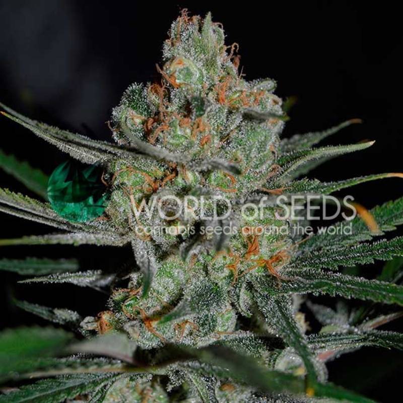 Afghan Kush (Early Harvest) Feminizada de World Of Seeds