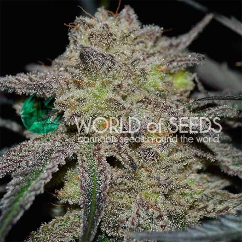 Tonic Ryder Autofloreciente Feminizada de World Of Seeds