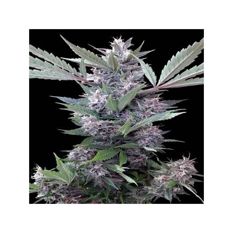 Bubba Kush x PCK Feminizada de Ace Seeds