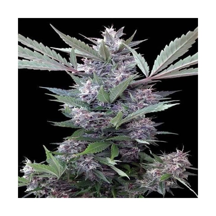 Bubba Kush x PCK Feminizada de Ace Seeds