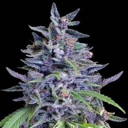 Orient Express x Nepal Jam Feminizada de Ace Seeds