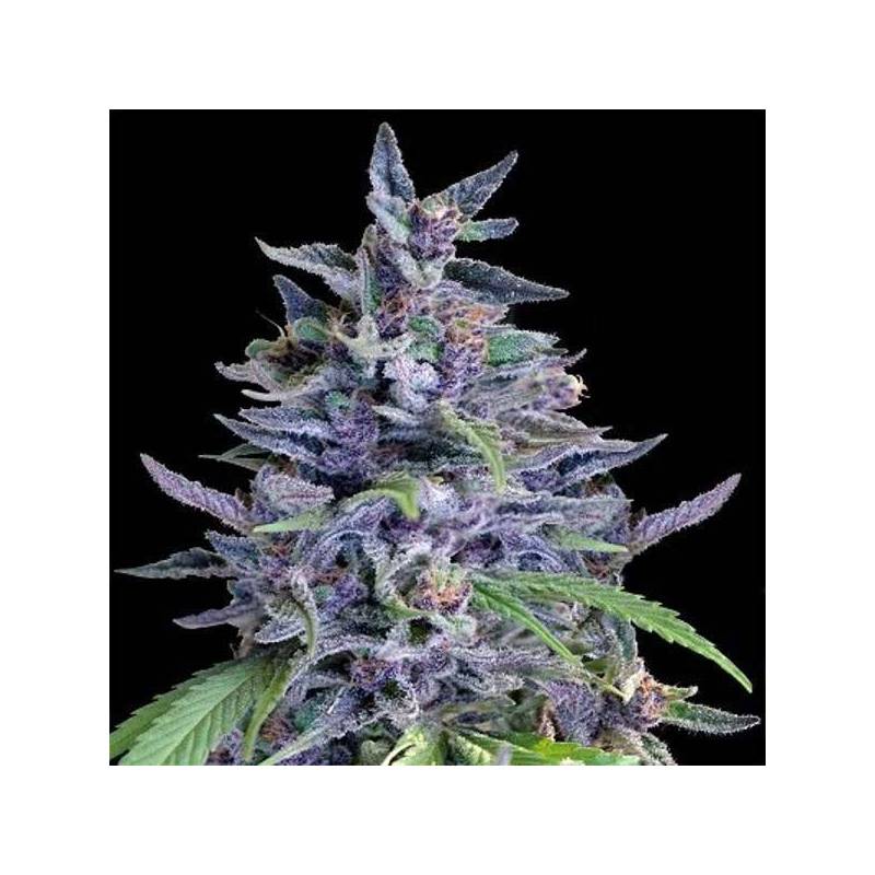 Orient Express x Nepal Jam Feminizada de Ace Seeds