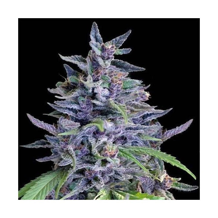 Orient Express x Nepal Jam Feminizada de Ace Seeds