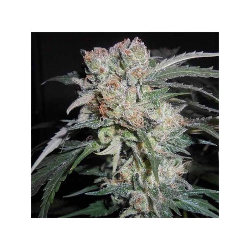 Zamaldelica x Kali China Feminizada de Ace Seeds