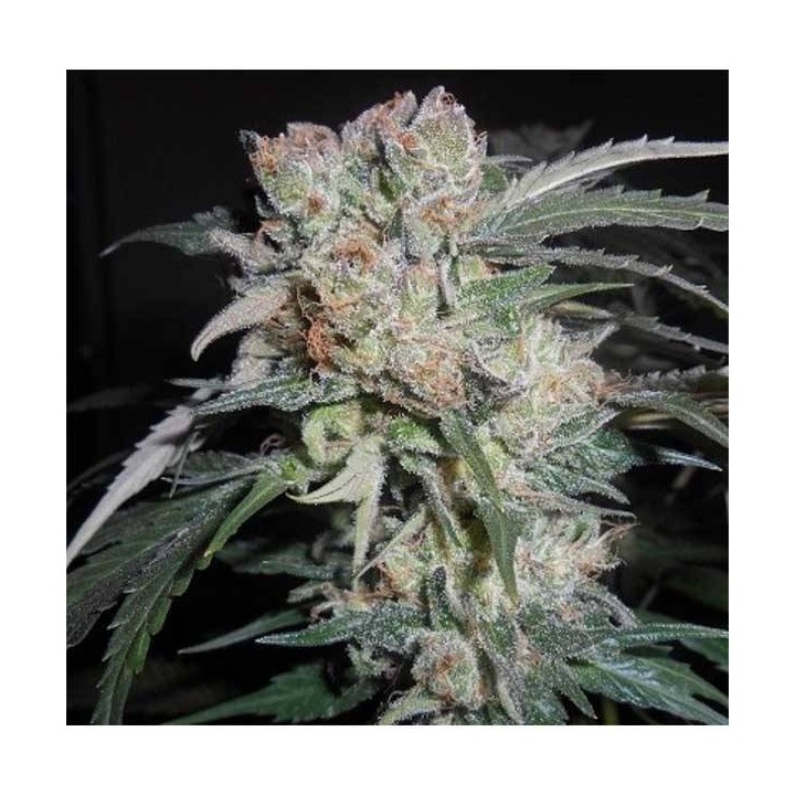 Zamaldelica x Kali China Feminizada de Ace Seeds