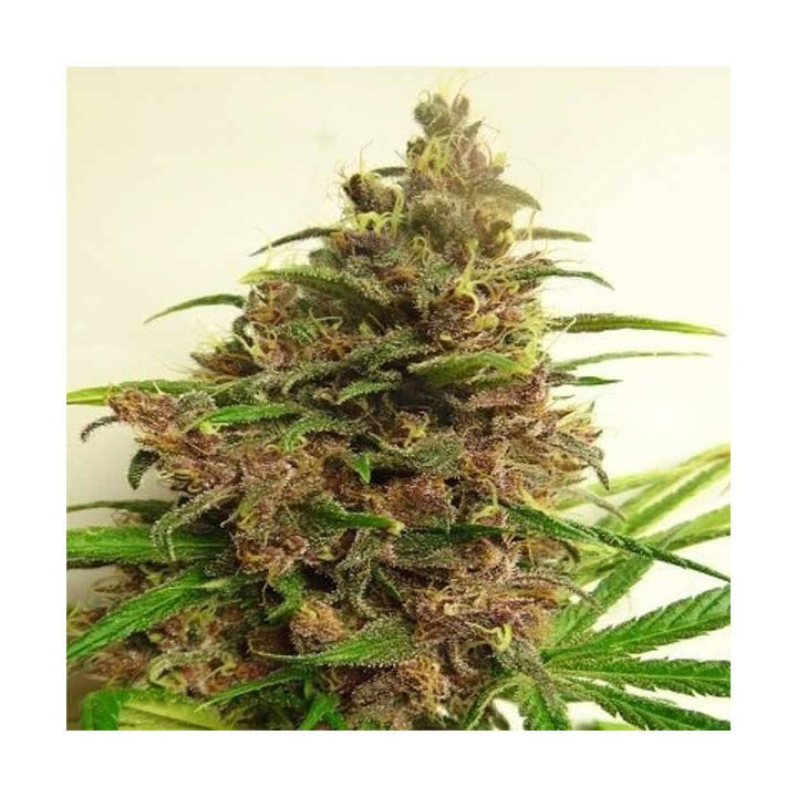 Malawi X Pck Regular de Ace Seeds