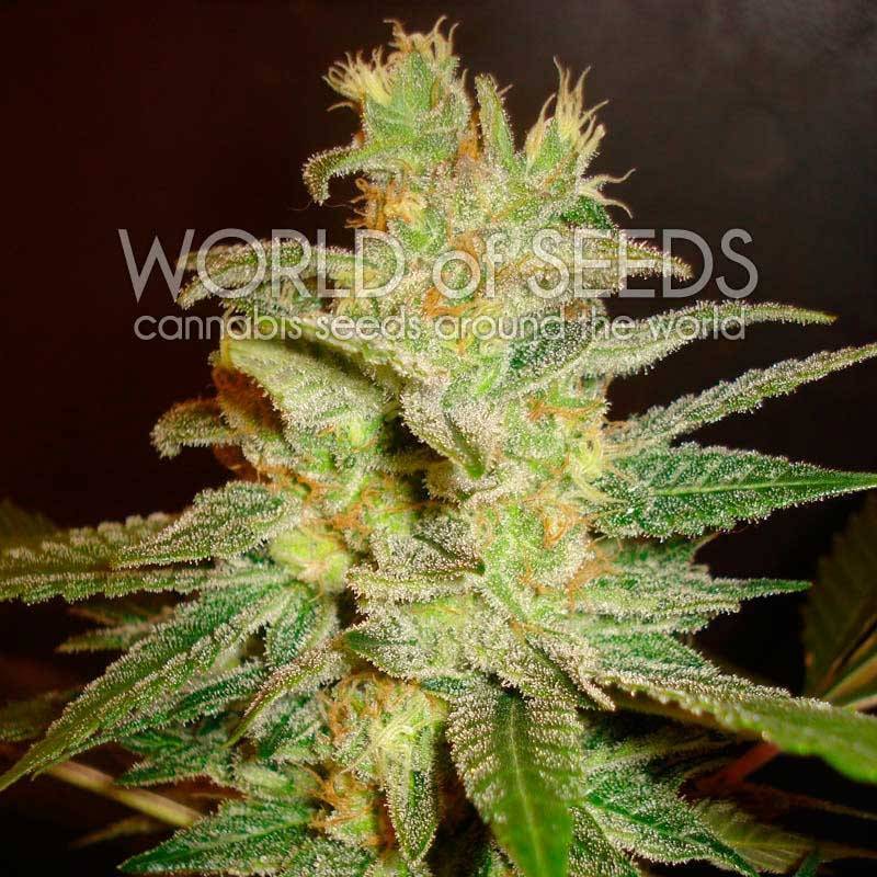 Northern Light X Big Bud Medical C Feminizada de World Of Seeds