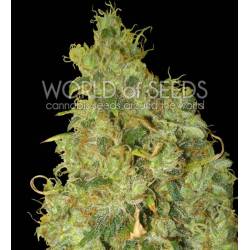 Northern Light X Skunk Medical C Feminizada de World Of Seeds