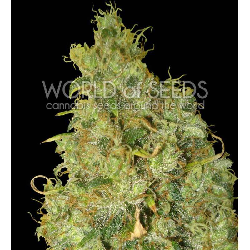 Northern Light X Skunk Medical C Feminizada de World Of Seeds