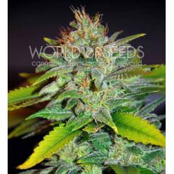 Skunk 47 (Legend Collection) Feminizada de World Of Seeds