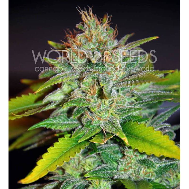 Skunk 47 (Legend Collection) Feminizada de World Of Seeds