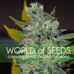 Space (Legend Collection) Feminizada de World Of Seeds