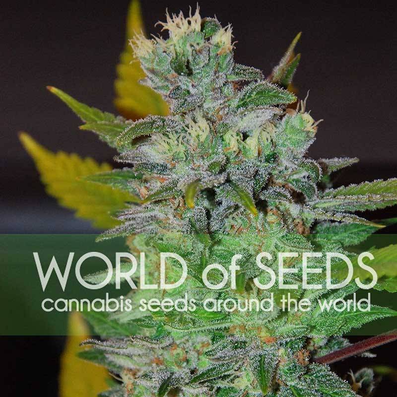 Space (Legend Collection) Feminizada de World Of Seeds