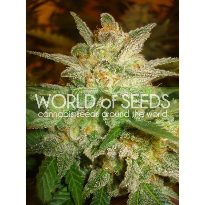 Star 47 (Legend Collection) Feminizada de World Of Seeds