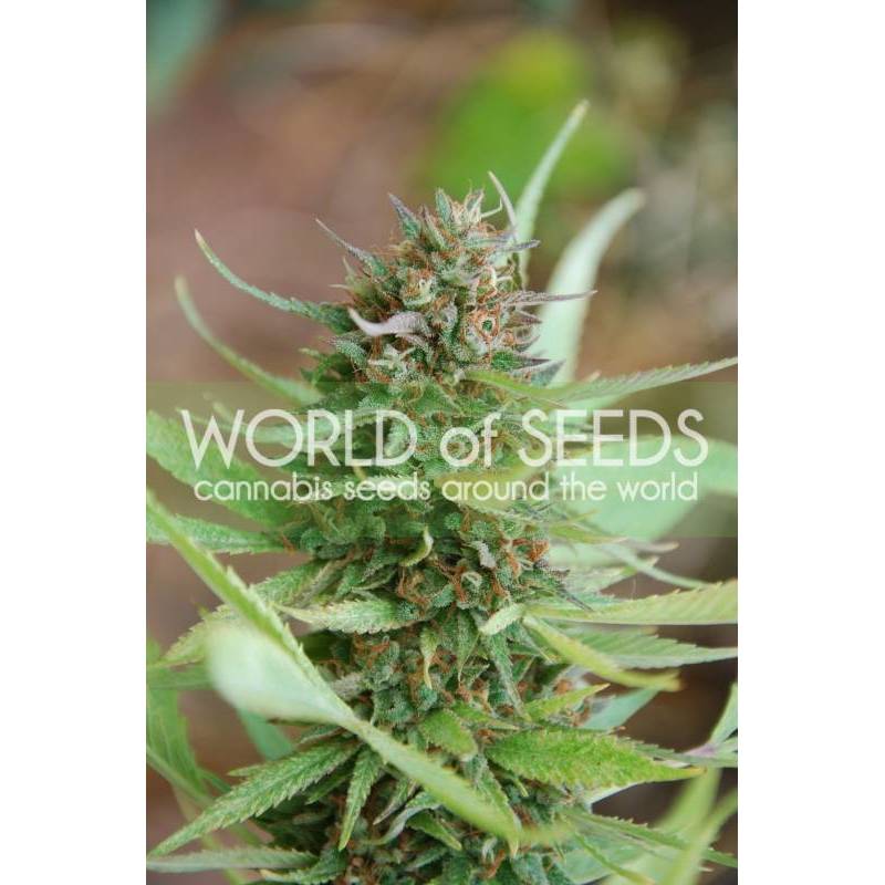 Strawberry Blue (Legend Collection) Feminizada de World Of Seeds