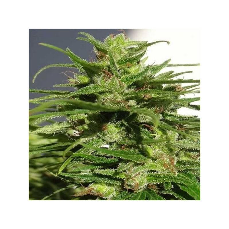 Ethiopia Regular de Ace Seeds