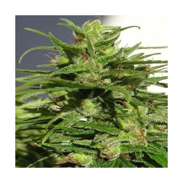 Ethiopia Regular de Ace Seeds