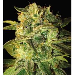 Sugar Mango Ryder Autofloreciente Feminizada de World Of Seeds