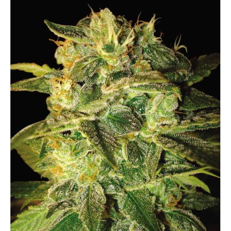 Sugar Mango Ryder Autofloreciente Feminizada de World Of Seeds