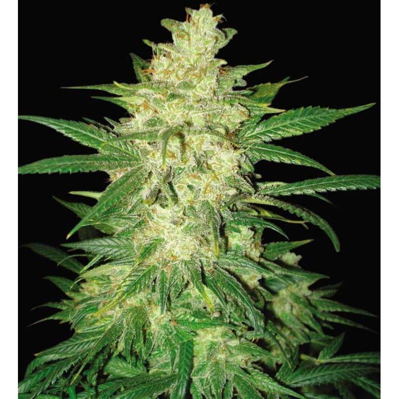 Sweet Coffee Ryder Autofloreciente Feminizada de World Of Seeds