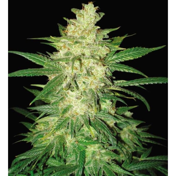 Sweet Coffee Ryder Autofloreciente Feminizada de World Of Seeds