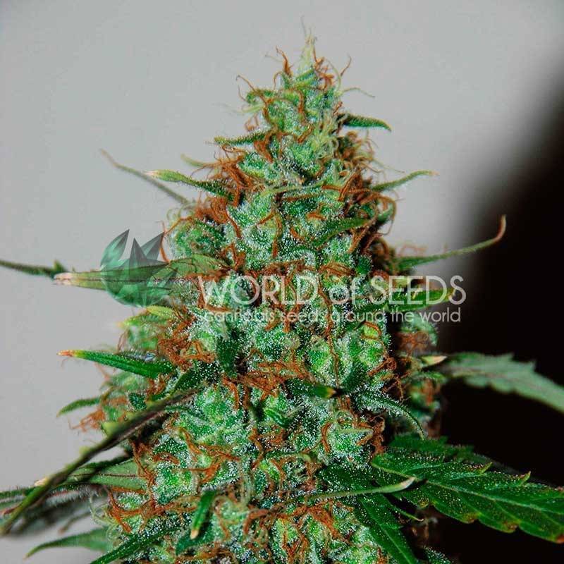 Wild Thailand Ryder Autofloreciente Feminizada de World Of Seeds