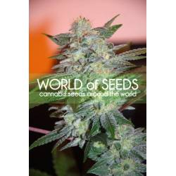 Yumbolt 47 (Legend Collection) Feminizada de World Of Seeds