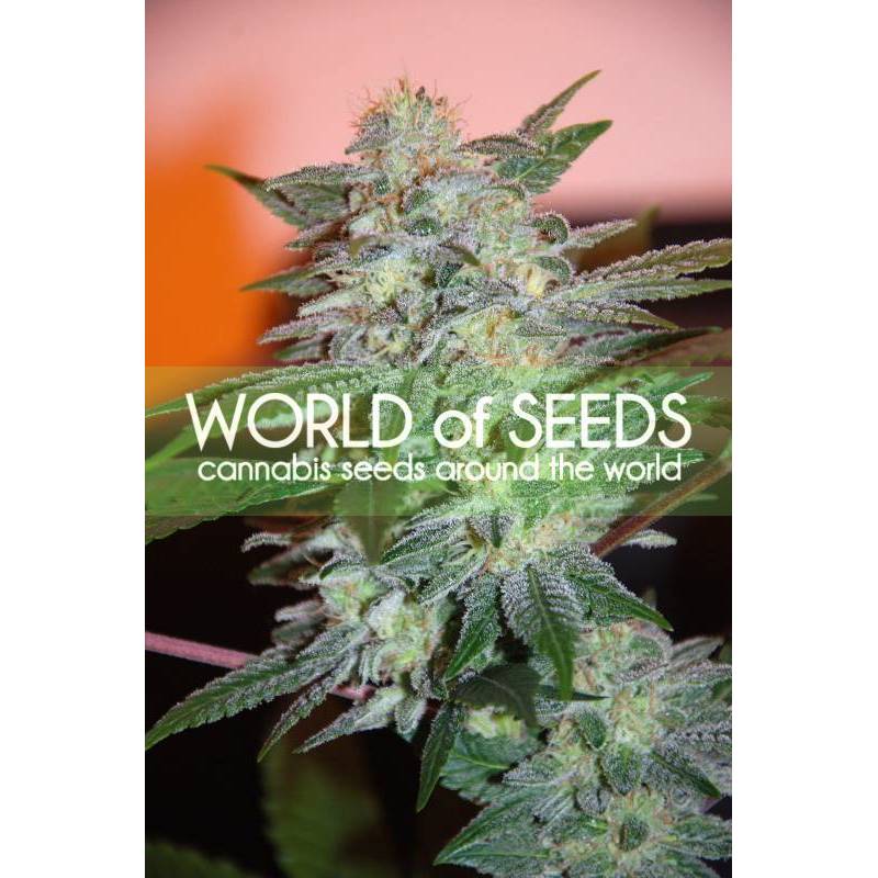 Yumbolt 47 (Legend Collection) Feminizada de World Of Seeds