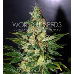 Chronic Haze (Legend Collection) Feminizada de World Of Seeds