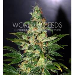 Chronic Haze (Legend Collection) Feminizada de World Of Seeds