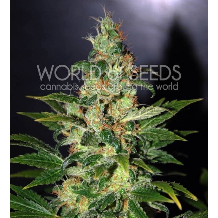 Chronic Haze (Legend Collection) Feminizada de World Of Seeds