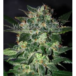 Domina Star (Legend Collection) Feminizada de World Of Seeds