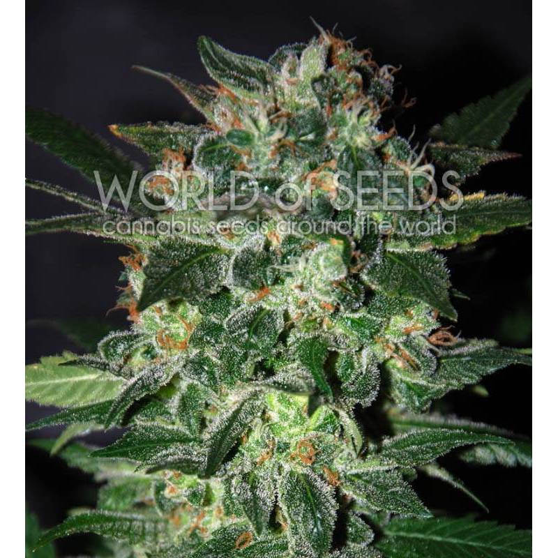 Domina Star (Legend Collection) Feminizada - 12 uds fem