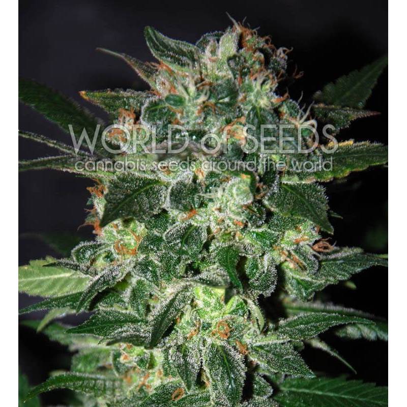 Domina Star (Legend Collection) Feminizada de World Of Seeds