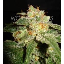 Privilege (Diamond Collection) Feminizada de World Of Seeds