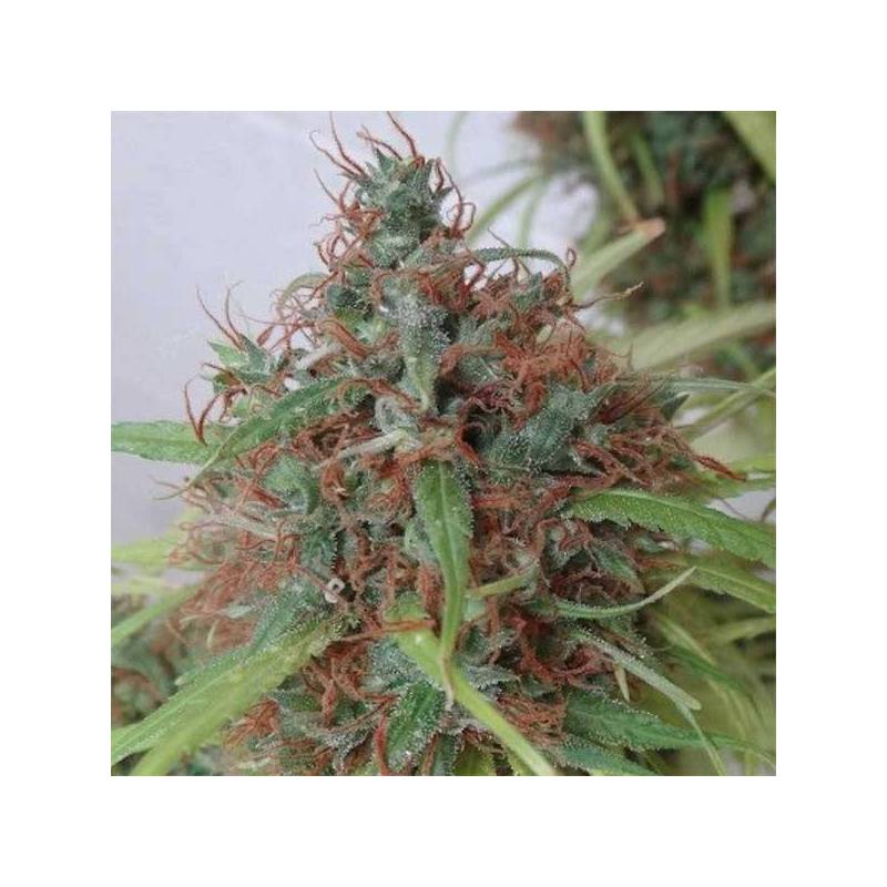 Honduras Regular de Ace Seeds