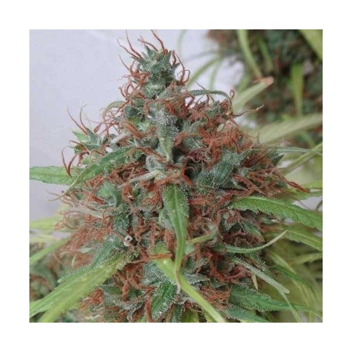 Honduras Regular de Ace Seeds