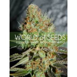 Afghan Kush Special (Legend Collection) Feminizada de World Of