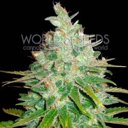 Afghan Kush X Black Domina CBD Feminizada de World Of Seeds