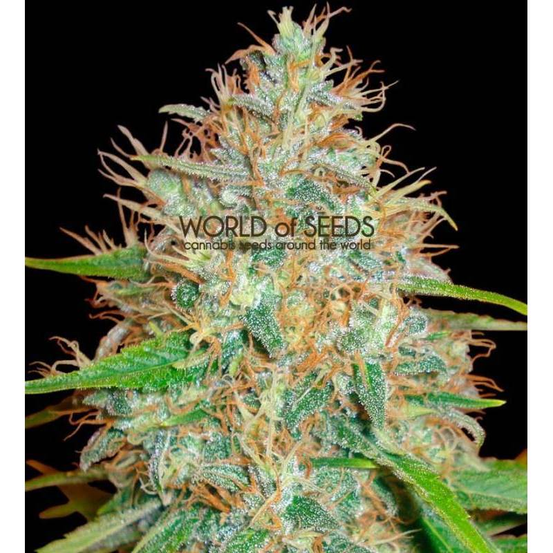 Afghan Kush X Skunk CBD Feminizada de World Of Seeds