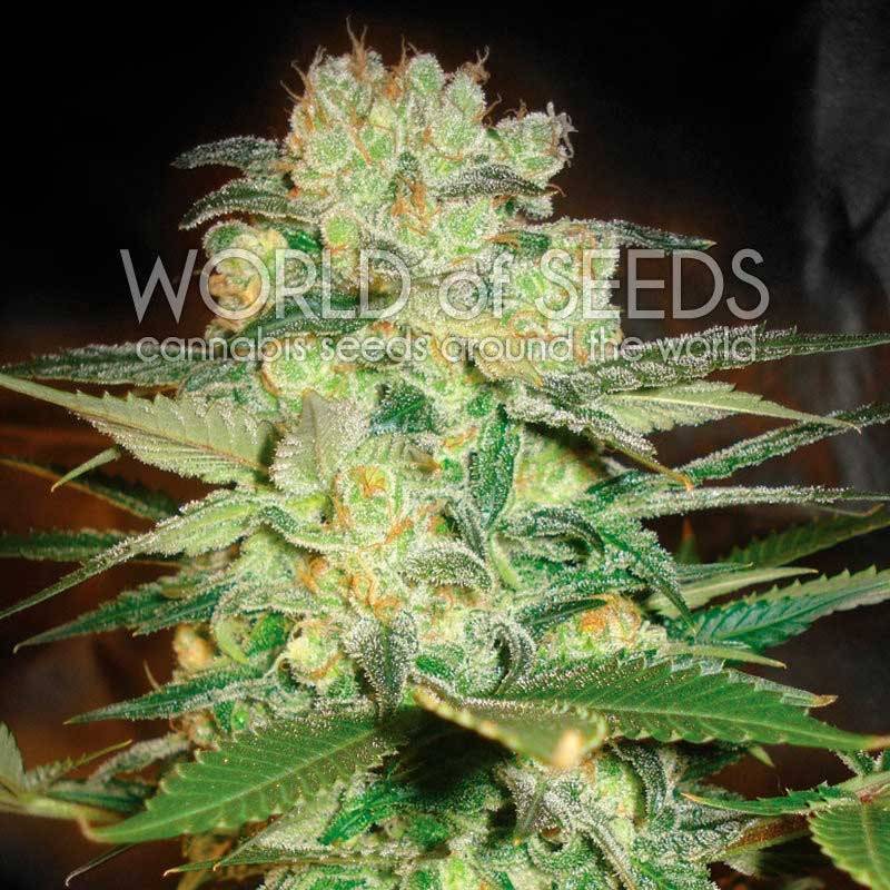 Afghan Kush X White Widow CBD Feminizada de World Of Seeds