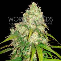 Afghan Kush X Yumbolt CBD Feminizada de World Of Seeds