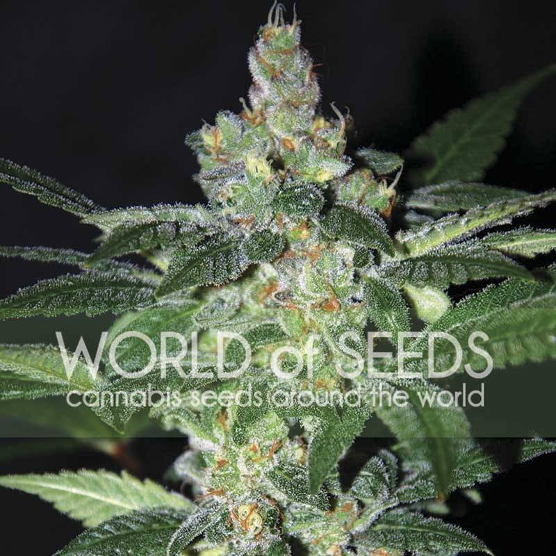 Amnesia (Legend Collection) Feminizada de World Of Seeds