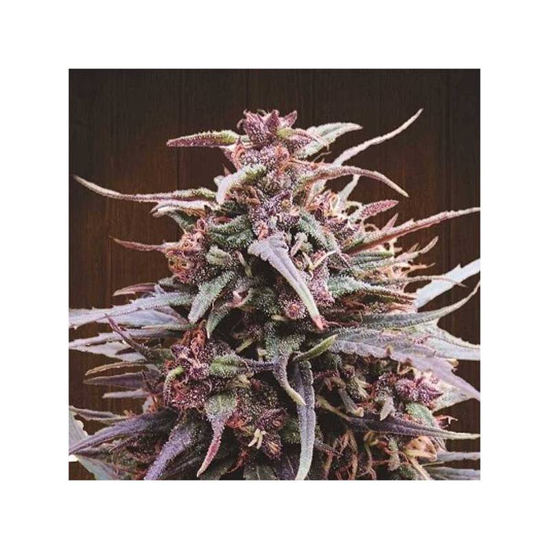 Purple Haze x Malawi Regular de Ace Seeds